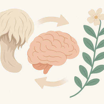 Lion's Mane and Bacopa for Memory: Stack Synergy Explained