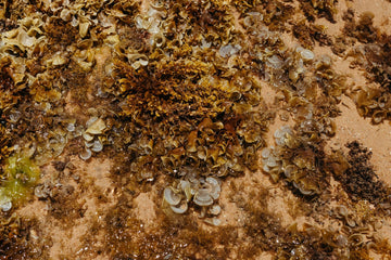 Best Irish Sea Moss Supplement: What Actually Works (And What's Just Hype)