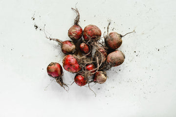 Can Dogs Eat Beetroot? What I Found After Digging Into the Research