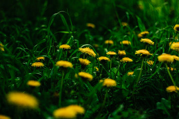 Dandelion Root for Liver Health: What the Evidence Actually Shows