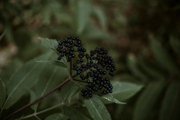 Elderberry Immune Benefits: What the Science Actually Says