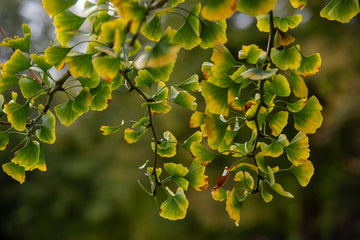Ginkgo Biloba for Memory: I Read the Research So You Don't Have To