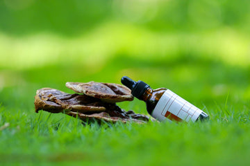 Medicinal Mushrooms and Immune Health: What the Science Actually Says