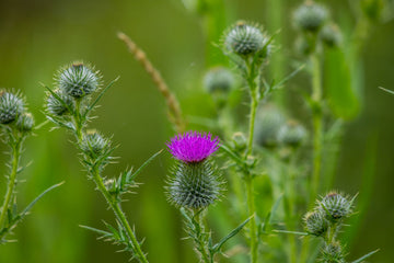 Milk Thistle vs NAC: I Compared the Evidence for Liver Support (Here's What Actually Wins)