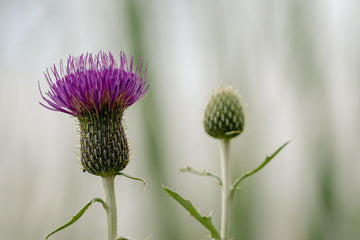 Milk Thistle vs TUDCA: Which Actually Protects Your Liver Better?