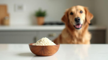 Psyllium Husk for Dogs: Vet-Recognized Fiber Guide