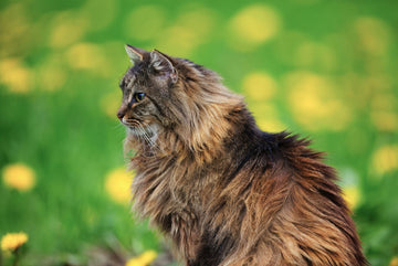Psyllium Husk for Cats: Benefits, Dosage, Safety, and What the Science Actually Says