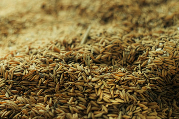 Psyllium Husk and Lead: The Real Story Behind the Warnings