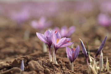 Saffron vs Ashwagandha: Which Is Better for Stress and Mood?
