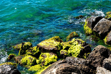 Sea Moss for Skin: I Dug Into the Research So You Don't Have To