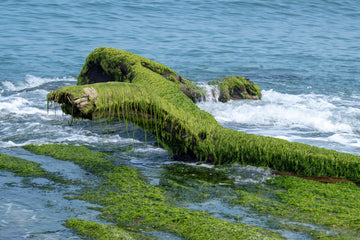 Sea Moss Reviews: I Read the Studies and Thousands of User Reviews. Here's the Truth